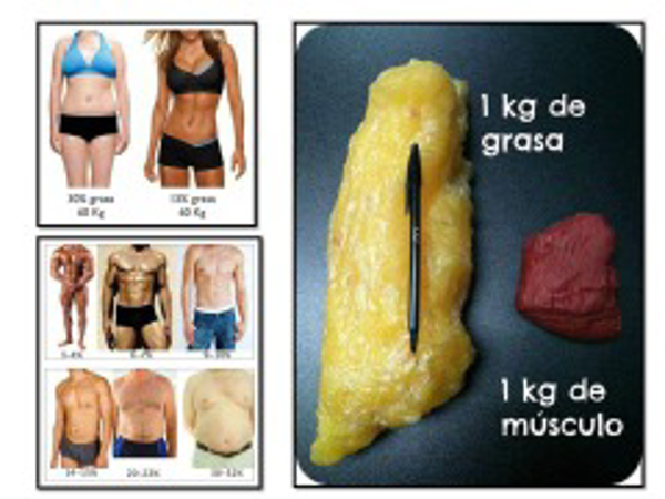 Franquicia Well Gym Sthetic Franquicia Well Gym Sthetic